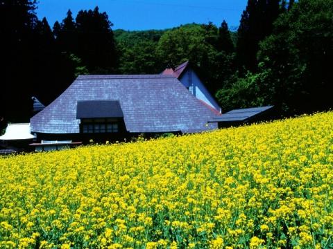 Nozawa Onsen Genroku (Nagano)